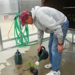 Watering the newly grafted heirloom tomato