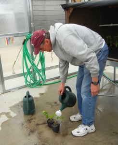 Watering the newly grafted heirloom tomato