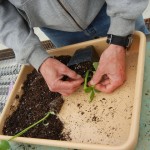 Removing cotyledons and leaves from the rootstock