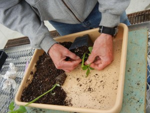Removing cotyledons and leaves from the rootstock