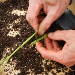 Making the grafting cut into the rootstock