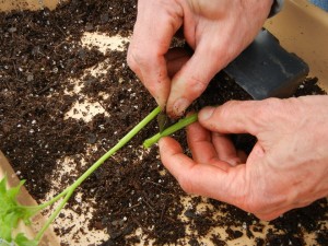 Making the grafting cut into the rootstock