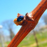 Flea beetle on Concord grape bud