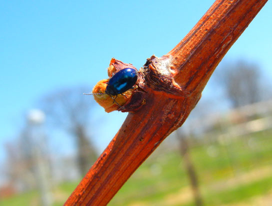 Flea beetle on Concord grape bud
