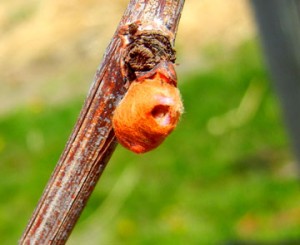 Flea beetle damage on Concord grape bud