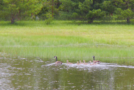 One of the two goose families swimming around