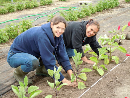 Sylvia and Shawna plant a row of eggplants in the high tunnel