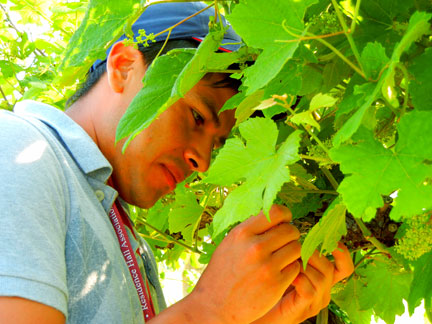 Raoul working on the grape flowers