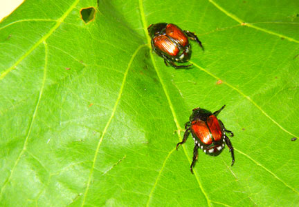 Chen and Scott brought in some bodies of Japanese Beetles they found in the MVEC vineyard