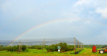 Rainbow over the blueberry patch