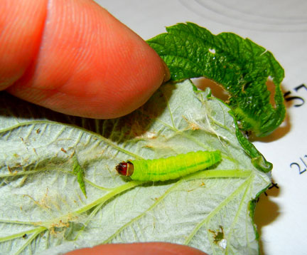 Raspberry leafroller inside leaf