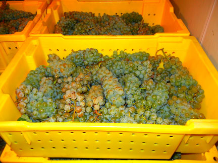 Five rows of Cayuga White were harvested today and put in the cooler until processing next week.
