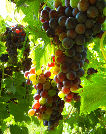 Chambourcin French hybrid grape going through veraison