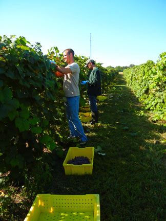 Ryan and Derek continue to harvest the West Catawba grapes