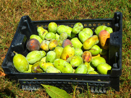 A lug of pawpaws is set next to the tree and marked with tree and row number.