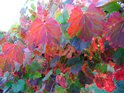The fall leaves on St. Vincent grapes are bright and pretty.