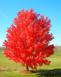 October Glory red maple is the last one of our red maples still holding on to its leaves
