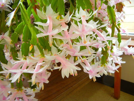Pam Mayer's Christmas Cactus is in bloom in the Shepard Hall Lobby