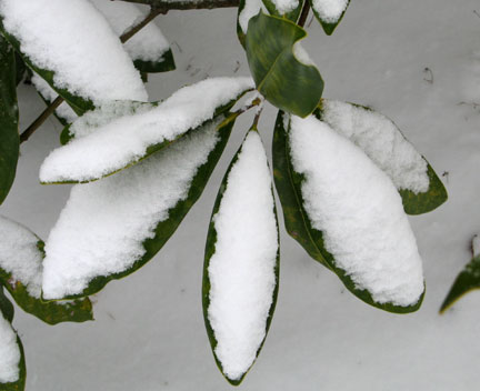 'Edith Bogue' broad-leaved evergreen magnolia with a coat of fresh snow