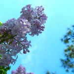 Lilacs in full bloom