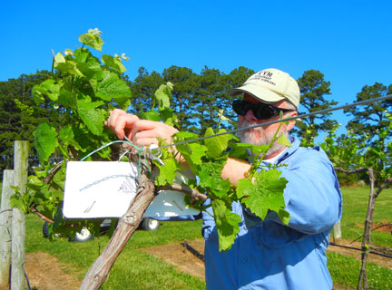 Dr. Pszczolkowski puts up a grape berry moth trap in the Traminette grapes in the North Vineyard