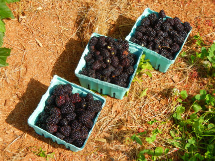 Most of the cultivars and selections were bearing fruit