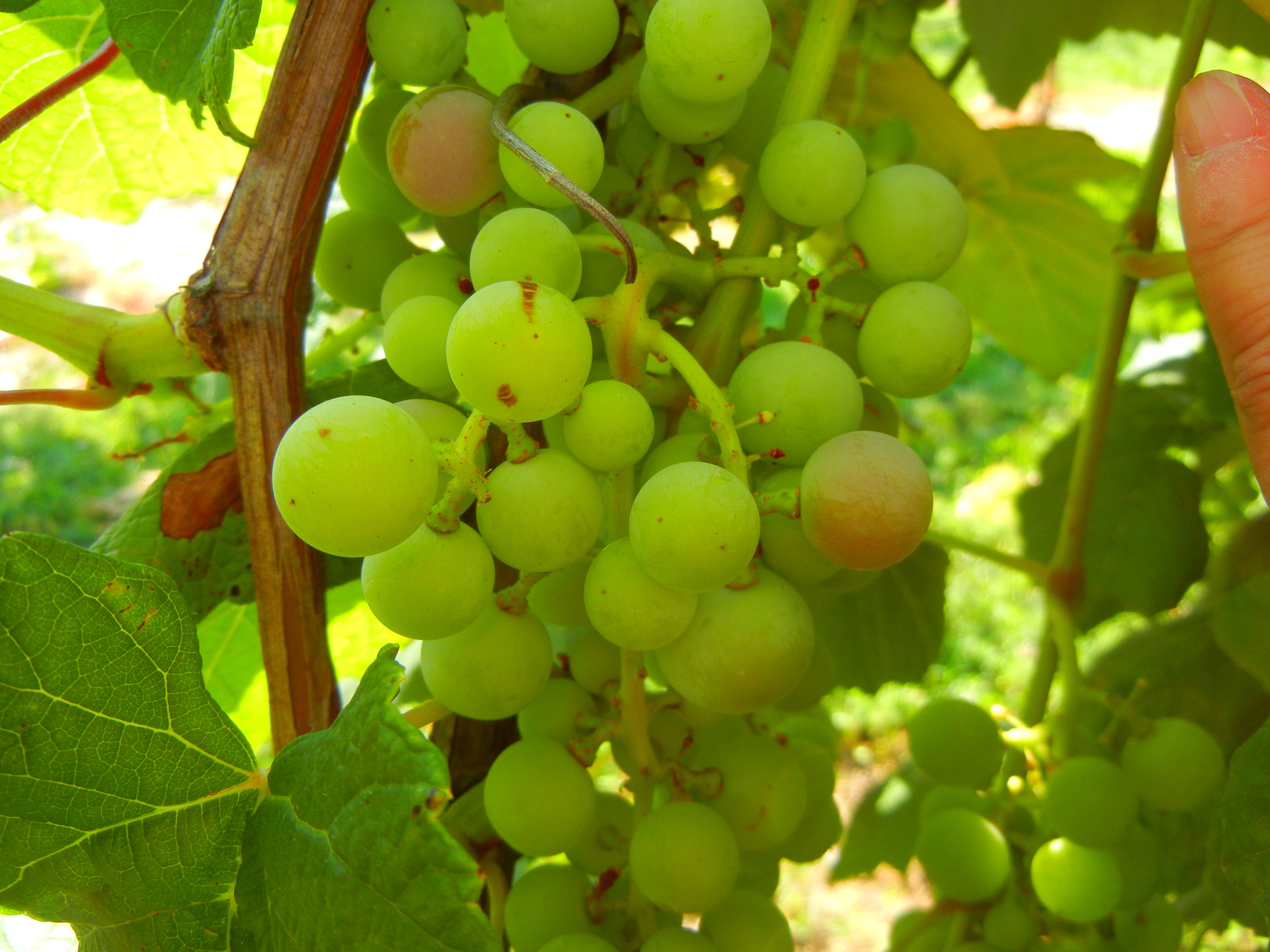 The berries on Mars table grape are beginning to soften and color