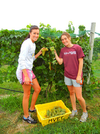 Ashlynn and Rachel harvest the Traminette reference vines. They count the number of clusters they pick and record the weight of yield for each reference plant.