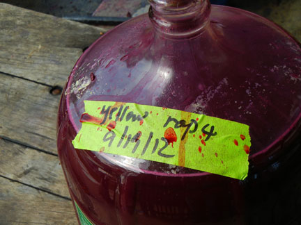 Carboys are marked according to color coded treatment and replication number as well as harvest date.