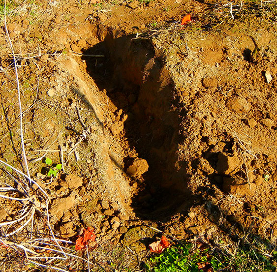 The notch is about 4 to 6 inches below the soil surface level.