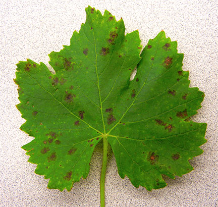 Muscat spot on upper side of leaf