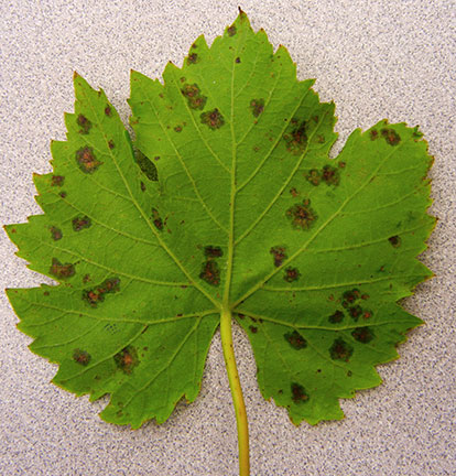 Muscat spot on underside of leaf