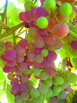 Mars table grape is changing color as it undergoes veraison.