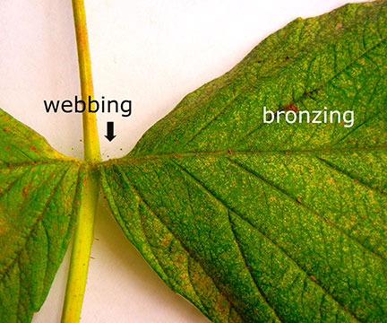 Bronzing and webbing on the leaves indicate the presence of spider mites