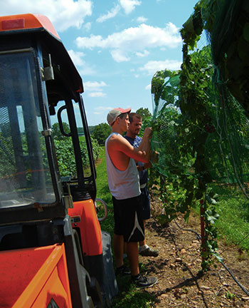 Seth and Ryan unroll the nets over the grape row and even up both sides.