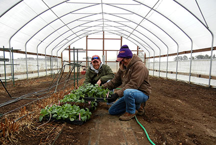 We moved the lettuce and cole crops from the greenhouse to the tunnel today to harden them off before planting next week.