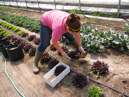 Here is the second harvest of the Salanova lettuce varieties.