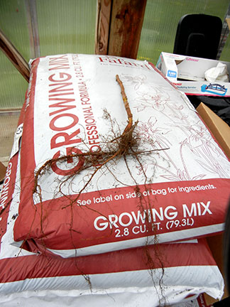 We planted dormant bare root raspberry stock in the grow bags.