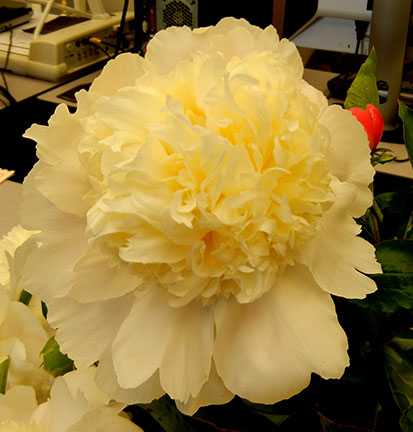 Charles White was the earliest peony and we harvested some flowers later than desired at full bloom.
