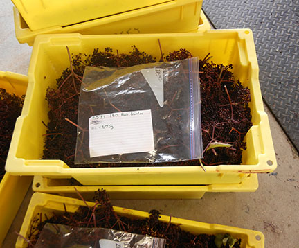 Berry clusters from the treatments are cut, labeled and collected in lugs.