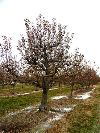 These apple trees have not dropped their leaves yet as they were not able to produce an abscission layer at the base of the petiole.