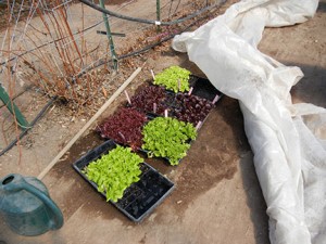 The lettuce flats were moved out of the greenhouse and into the tunnel on Tuesday, March 3. They were covered with row cover for protection from the cold.