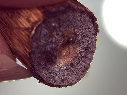 Here is the hole in the center of the grape cane caused by the grape cane borer.
