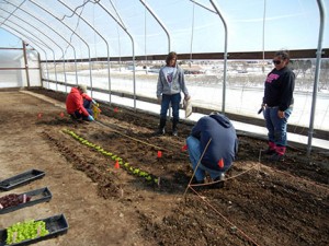 Plants were set 6 inches apart in the row and the rows were planted 18 inches apart.