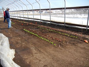 Plants were watered in with the overhead sprinkler system after planting.