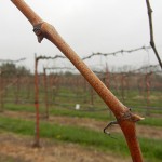 F Vignoles E-L Stage 1-2 winter bud-bud scales opening