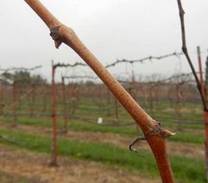 F Vignoles E-L Stage 1-2 winter bud-bud scales opening