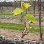 F Vignoles E-L Stage 4-9 budburst to 2 to 3 leaves separated