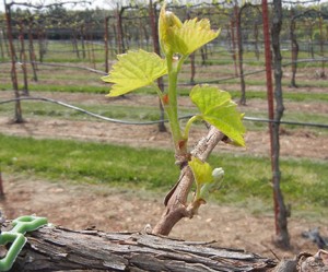 F Vignoles E-L Stage 4-9 budburst to 2 to 3 leaves separated