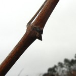 Chardonel E-L Stage 1-2 winter bud-bud scales opening